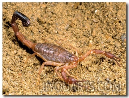Scorpion, Ankarana Special Reserve, Madagascar