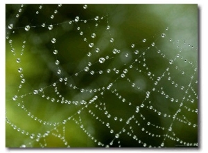 Spider Web Covered with Dew, Groton, Connecticut