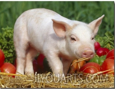 Domsetic Piglet with Vegetables, USA