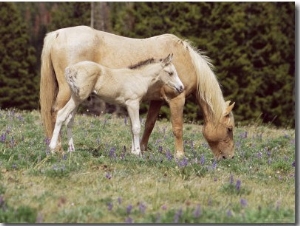 Wild Horse and Foal, Mustang, Pryor Mts, Montana, USA