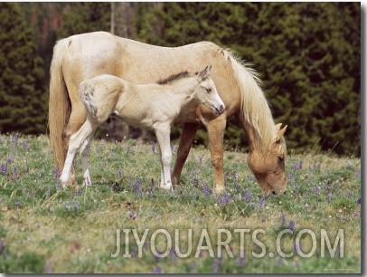 Wild Horse and Foal, Mustang, Pryor Mts, Montana, USA