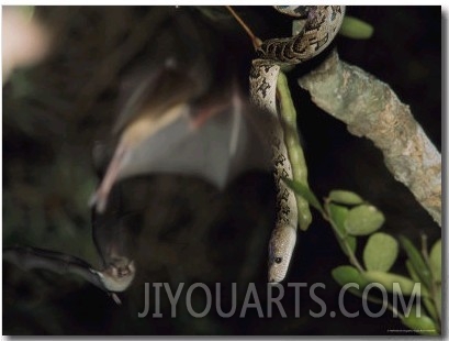 A Cuban Boa Dangles Waiting for a Passing Meal of Bat