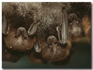 A Group of Rodrigues Fruit Bats Hanging Upside Down