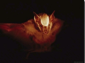 A Leaf Nosed Bat Illuminated by a Cameras Flash