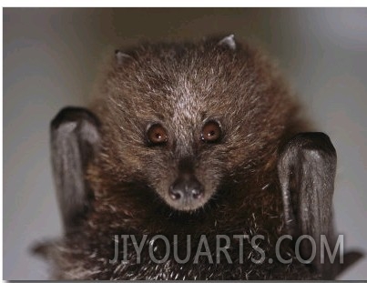 Close View of a Rare Rodrigues Fruit Bat