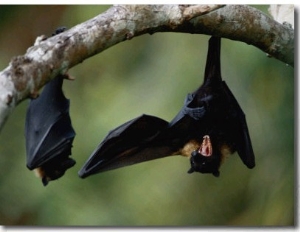 Flying Fox Bats Hang from a Limb in an American Samoa Rainforest