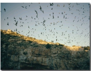 Mexican Free Tailed Bats Emerge from Their Caves to Hunt