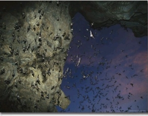 Thousands of Wrinkled Lipped Bats Exiting a Cave at Dusk