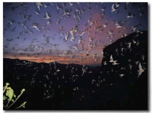 Thousands of Wrinkled Lipped Bats Fly out of a Cave at Dusk