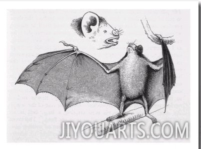 Vampire Bat (Desmodus d