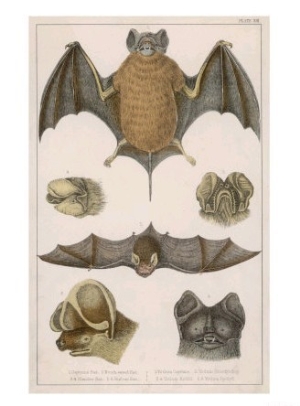 Various Species of Bat