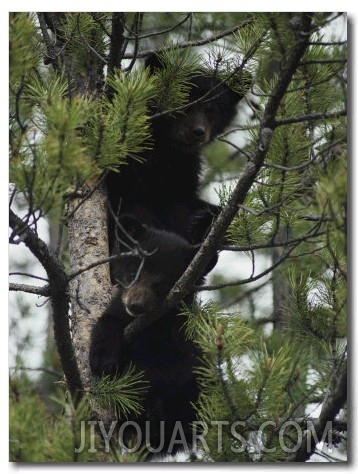 American Black Bear Cubs Climb a Lodgepole Pine