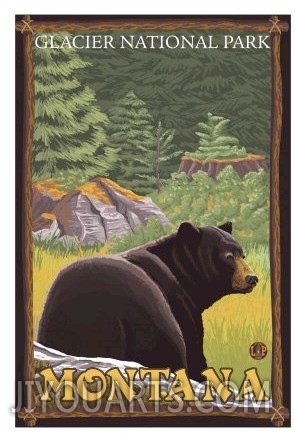 Black Bear in Forest, Glacier National Park, Montana