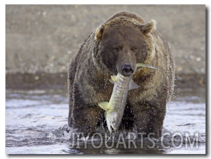 Grizzly Bear, Adult Male with Salmon, Alaska