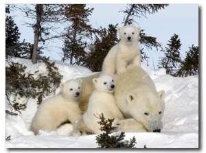 Polar Bear (Ursus Maritimus) Mother with Triplets, Wapusk National Park, Churchill, Manitoba
