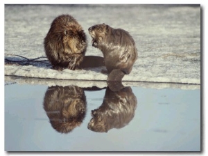 A Pair of Beavers Reflected on the Surface of a Thawing Lake