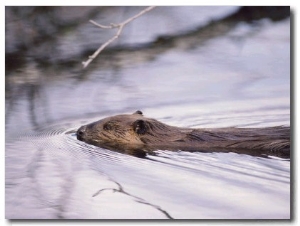 Beaver Swimming in the Sheenjek River
