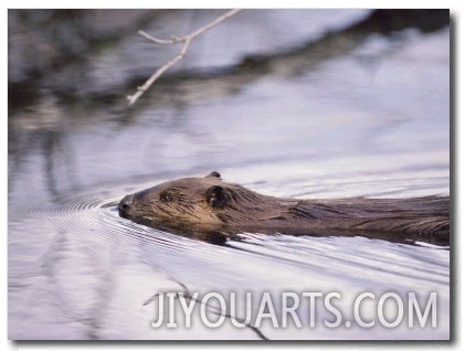 Beaver Swimming in the Sheenjek River