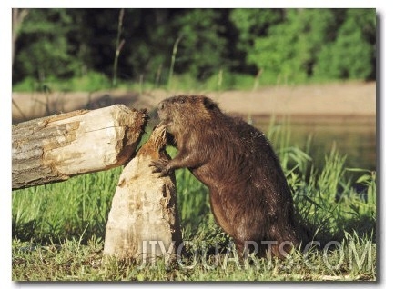 Beaver, Feeding on Tree He Just Cut Down, USA