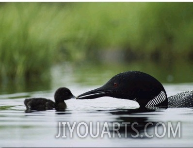 A Tiny Loon Chick Being Fed by its Parent