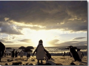 Black Footed Penguins on the Beach, South Africa
