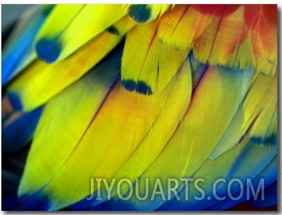 Close View of the Brightly Colored Feathers of a Tropical Bird