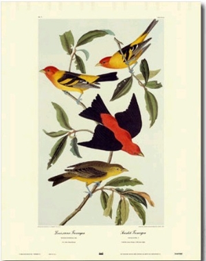 Louisiana Tanager, Scarlet Tanager