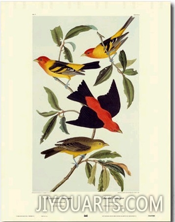 Louisiana Tanager, Scarlet Tanager