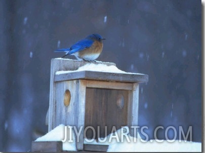 Male Eastern Bluebird on Winter Feeder