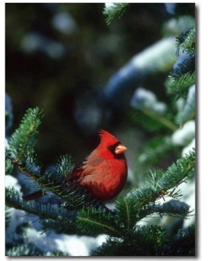 Northern Cardinal, Male in Fir Tree, Illinois