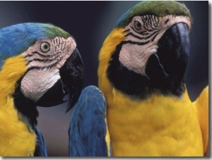 Parrots Talking to Each Other