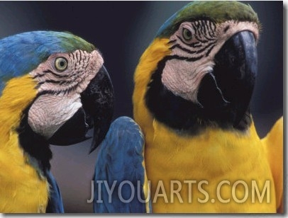 Parrots Talking to Each Other