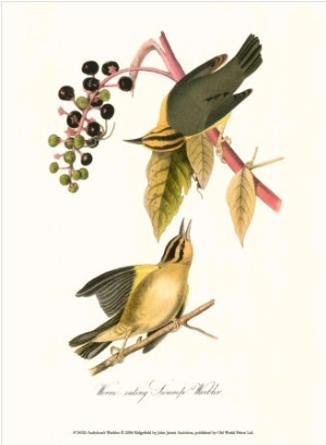 Warbler