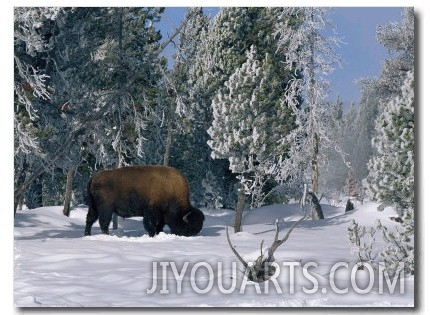 An American Bison Forages for Food Beneath a Thick Blanket of Snow