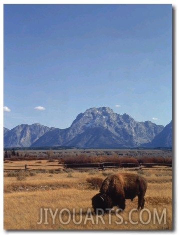 Bison in a Meadow, Jackson Hole, WY