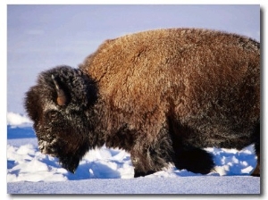 Bison in Snow, Yellowstone National Park, U.S.A.
