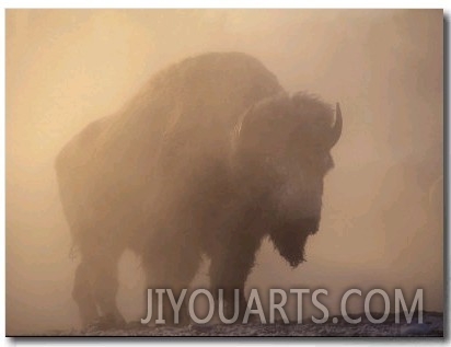 Bison, Bull Silhouetted in Dawn Mist, Yellowstone National Park, USA