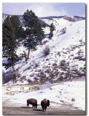 Buffalo in Winter Snow, Yellowstone National Park, Wyoming, USA