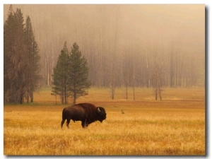 Buffalo Roaming in Field