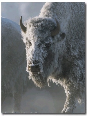 Frost Covers the Coat of an American Bison on a Chilly Morning