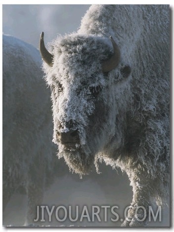 Frost Covers the Coat of an American Bison on a Chilly Morning