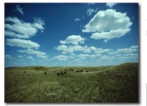 Small Herd of Bison Graze Native Grasses on a Nebraska Prairie