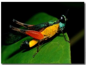 A Close View of a Rainforest Grasshopper