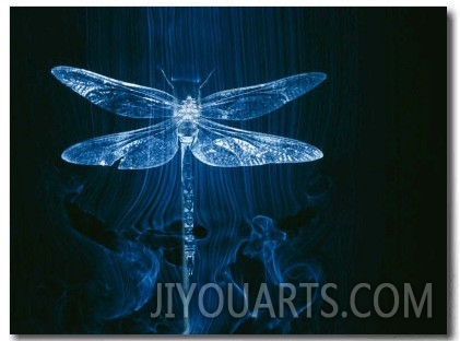 A Model of a Dragonfly in a Wind Tunnel Shows the Pattern of Air Passing over the Insect