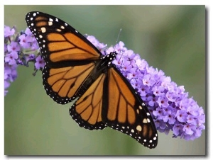 A Monarch Butterfly Spreads its Wings as It Feeds on the Flower of a Butterfly Bush