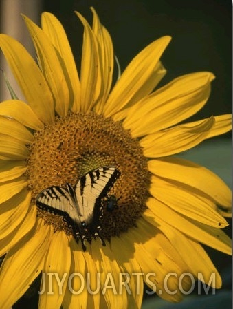 A Yellow Swallowtail Butterfly Sits on a Sunflower in the Sun