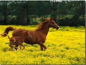 Arabian Foal and Mare Running Through Buttercup Flowers, Louisville, Kentucky, USA