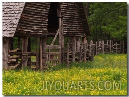 Buttercups and Cantilever Barn, Pioneer Homestead, Great Smoky Mountains National Park, N. Carolina