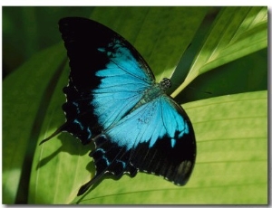 Close View of a Ulysses Butterfly