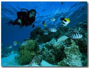 Diver Swimming with Butterfly Fish and Scissor Tail Sergeants